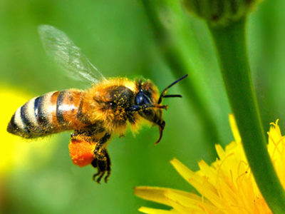 Vojo Brstina je  pčelar i pronalazač u svetu pčelarstva